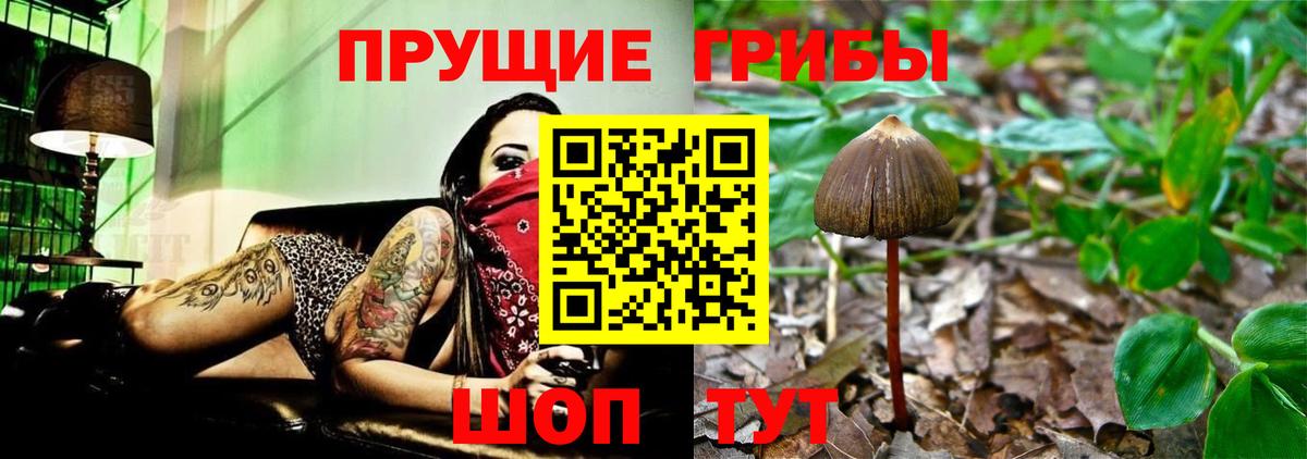 Черемхово  Галлюциногенные грибы Cubensis  Вход с VPN 